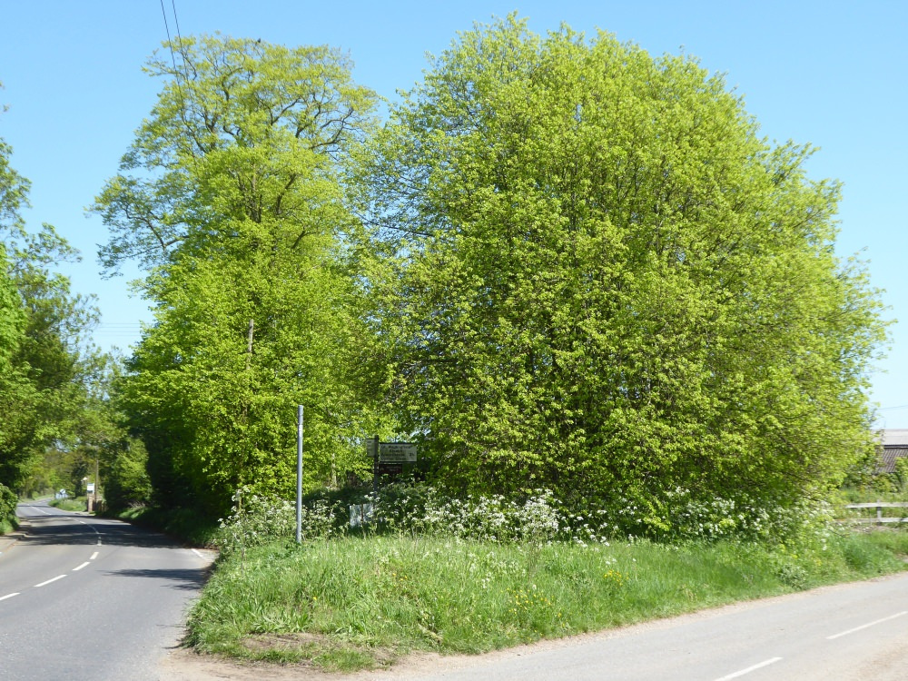 Magnificent Trees on B1115