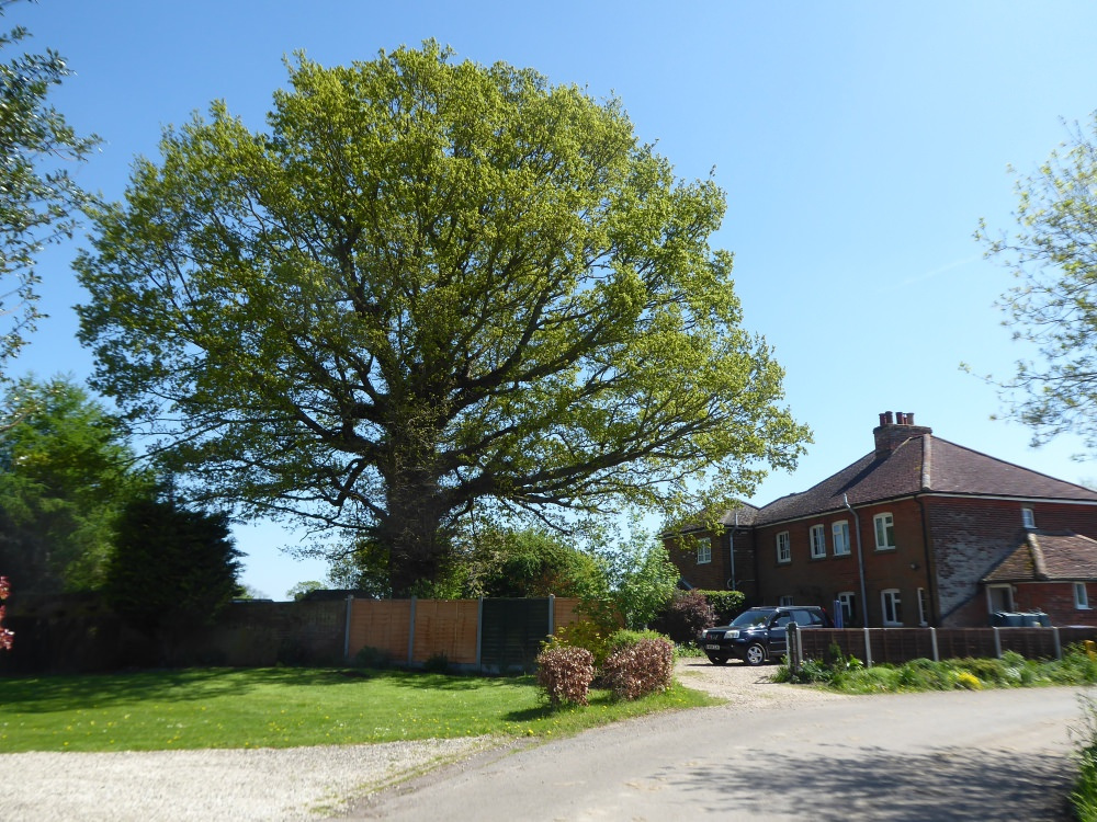 250-year-old Oak Tree on Rectory Road