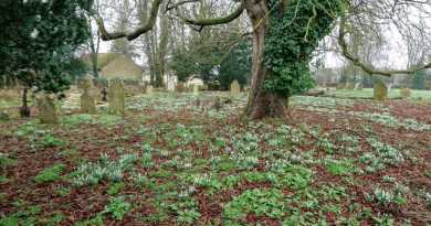 Spring in the Great Waldingfield Churchyard
